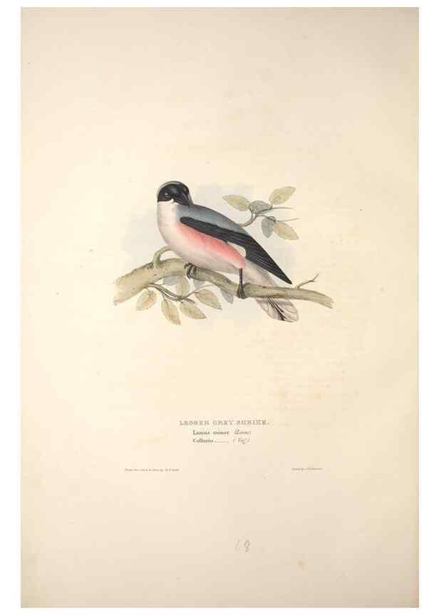 Reproducción/Reproduction 46724780532: The birds of Europe.. London,Printed by R. and J.E. Taylor, pub. by the author,1837.. 