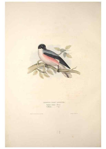 Reproducción/Reproduction 46724780532: The birds of Europe.. London,Printed by R. and J.E. Taylor, pub. by the author,1837.. 