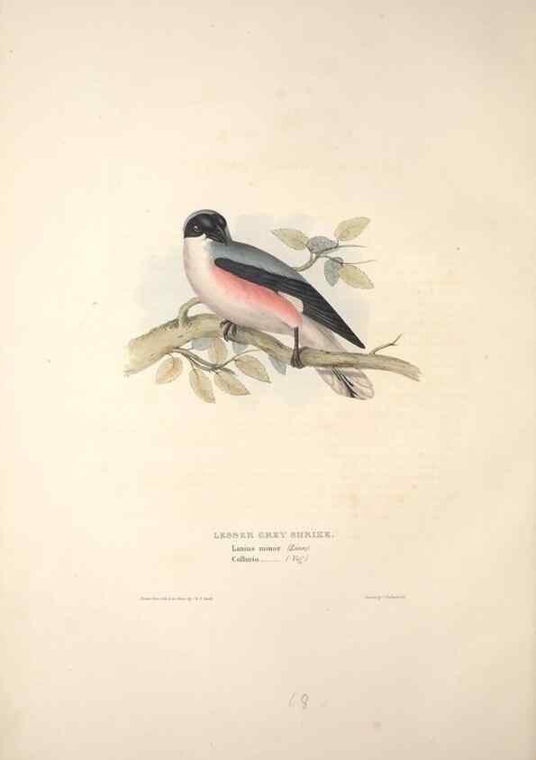 Reproducción/Reproduction 46724780532: The birds of Europe.. London,Printed by R. and J.E. Taylor, pub. by the author,1837.. 