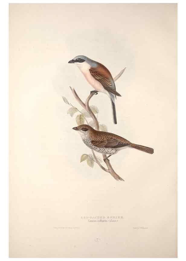 Reproducción/Reproduction 46724781572: The birds of Europe.. London,Printed by R. and J.E. Taylor, pub. by the author,1837.. 