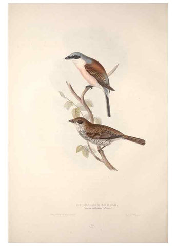 Reproducción/Reproduction 46724781572: The birds of Europe.. London,Printed by R. and J.E. Taylor, pub. by the author,1837.. 