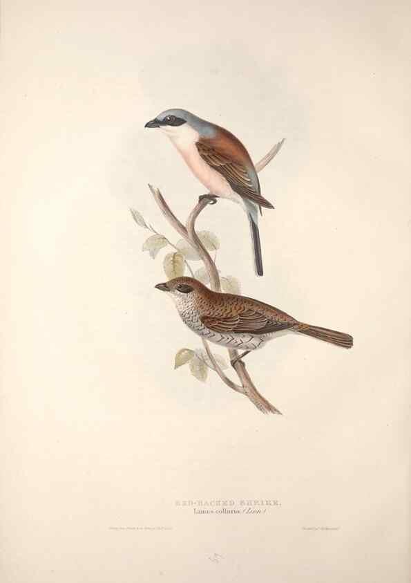 Reproducción/Reproduction 46724781572: The birds of Europe.. London,Printed by R. and J.E. Taylor, pub. by the author,1837.. 