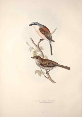 Reproducción/Reproduction 46724781572: The birds of Europe.. London,Printed by R. and J.E. Taylor, pub. by the author,1837.. 