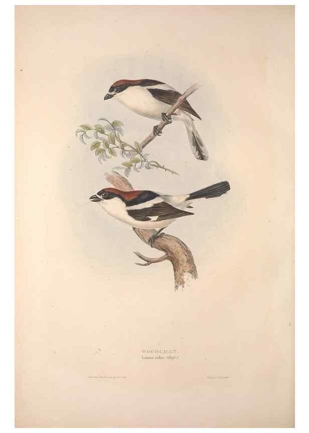 Reproducción/Reproduction 32901823748: The birds of Europe.. London,Printed by R. and J.E. Taylor, pub. by the author,1837.. 