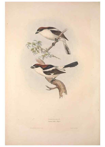 Reproducción/Reproduction 32901823748: The birds of Europe.. London,Printed by R. and J.E. Taylor, pub. by the author,1837.. 