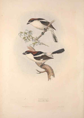Reproducción/Reproduction 32901823748: The birds of Europe.. London,Printed by R. and J.E. Taylor, pub. by the author,1837.. 