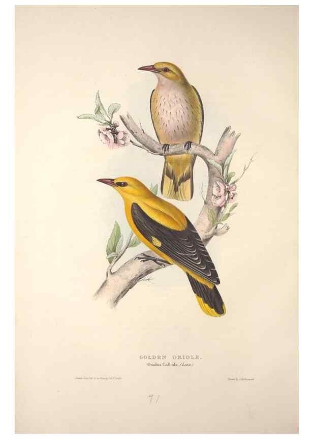 Reproducción/Reproduction 46052382914: The birds of Europe.. London,Printed by R. and J.E. Taylor, pub. by the author,1837.. 