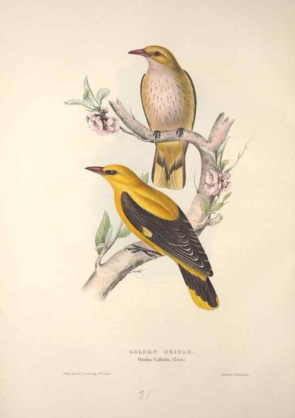 Reproducción/Reproduction 46052382914: The birds of Europe.. London,Printed by R. and J.E. Taylor, pub. by the author,1837.. 