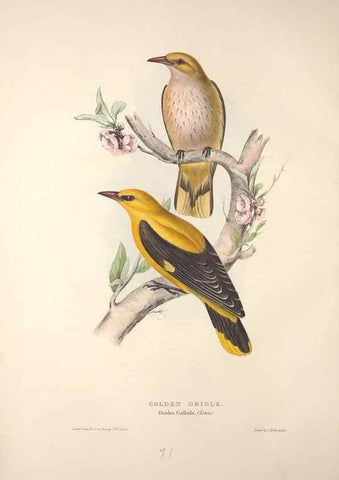 Reproducción/Reproduction 46052382914: The birds of Europe.. London,Printed by R. and J.E. Taylor, pub. by the author,1837.. 