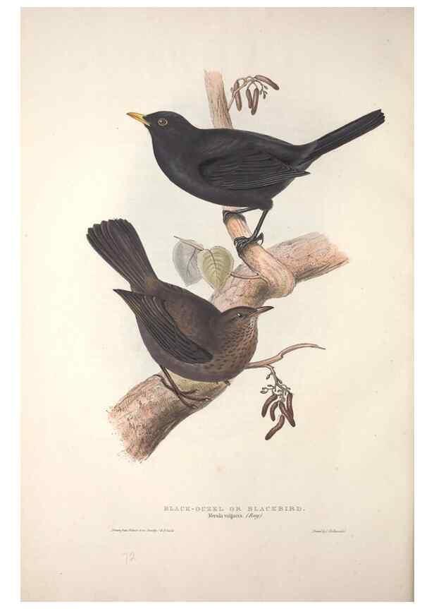 Reproducción/Reproduction 46724784462: The birds of Europe.. London,Printed by R. and J.E. Taylor, pub. by the author,1837.. 