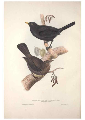 Reproducción/Reproduction 46724784462: The birds of Europe.. London,Printed by R. and J.E. Taylor, pub. by the author,1837.. 