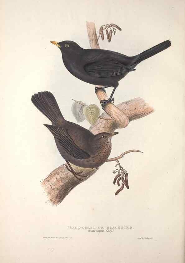 Reproducción/Reproduction 46724784462: The birds of Europe.. London,Printed by R. and J.E. Taylor, pub. by the author,1837.. 