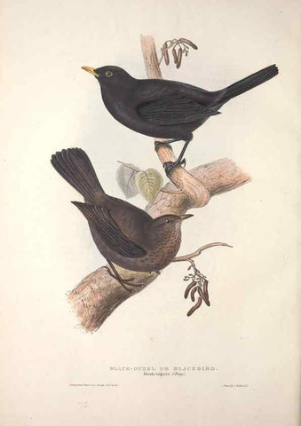 Reproducción/Reproduction 46724784462: The birds of Europe.. London,Printed by R. and J.E. Taylor, pub. by the author,1837.. 