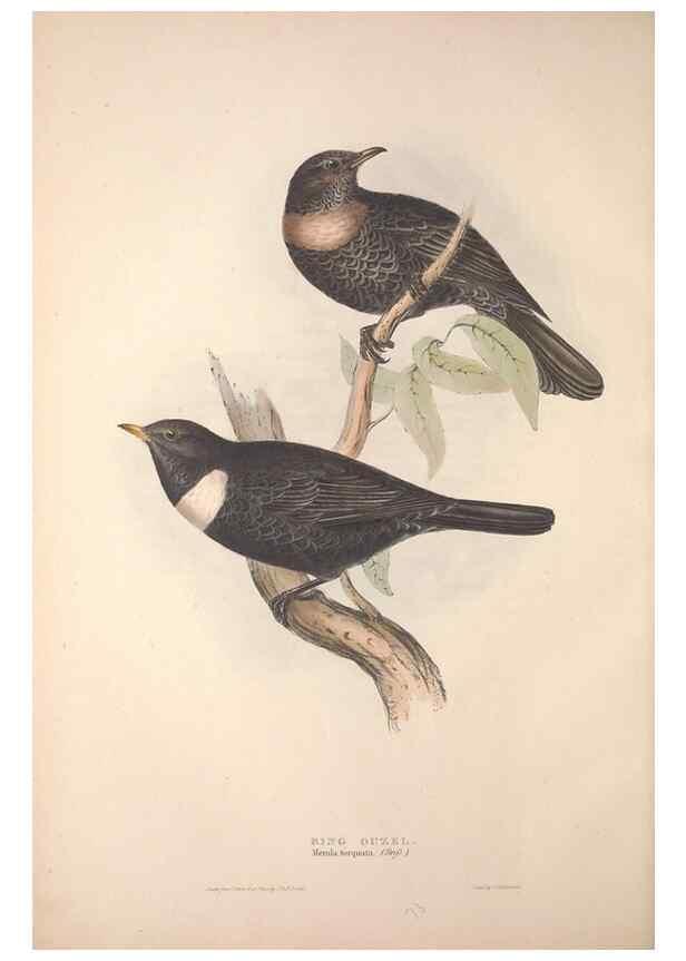 Reproducción/Reproduction 31835769597: The birds of Europe.. London,Printed by R. and J.E. Taylor, pub. by the author,1837.. 
