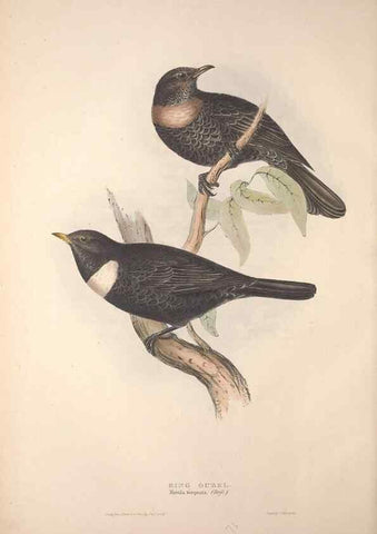 Reproducción/Reproduction 31835769597: The birds of Europe.. London,Printed by R. and J.E. Taylor, pub. by the author,1837.. 