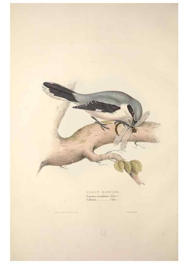Reproducción/Reproduction 46052378924: The birds of Europe.. London,Printed by R. and J.E. Taylor, pub. by the author,1837.. 