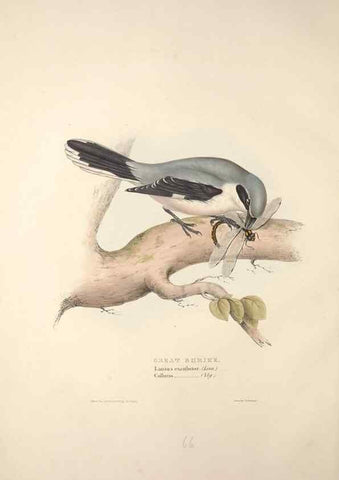 Reproducción/Reproduction 46052378924: The birds of Europe.. London,Printed by R. and J.E. Taylor, pub. by the author,1837.. 