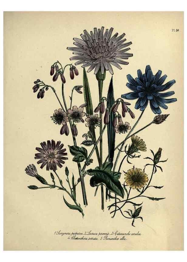 Reproducción/Reproduction 46766504421: The ladies' flower-garden of ornamental perennials.. London,W. Smith,1843-44.. 