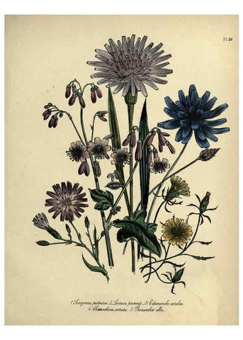 Reproducción/Reproduction 46766504421: The ladies' flower-garden of ornamental perennials.. London,W. Smith,1843-44.. 