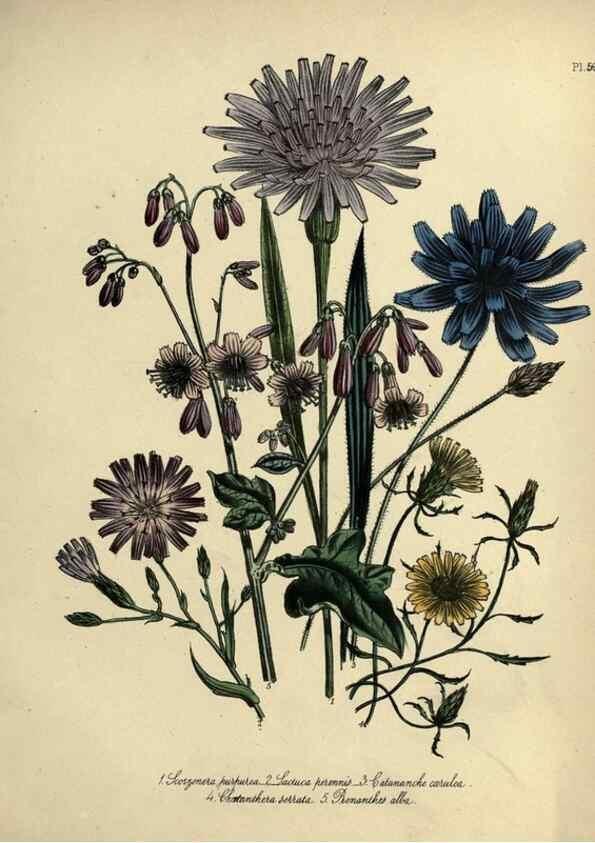 Reproducción/Reproduction 46766504421: The ladies' flower-garden of ornamental perennials.. London,W. Smith,1843-44.. 