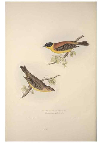 Reproducción/Reproduction 46052669414: The birds of Europe.. London,Printed by R. and J.E. Taylor, pub. by the author,1837.. 