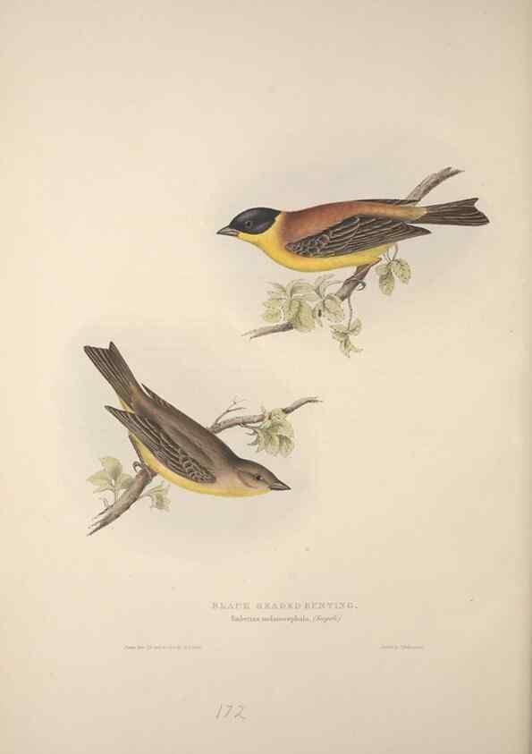 Reproducción/Reproduction 46052669414: The birds of Europe.. London,Printed by R. and J.E. Taylor, pub. by the author,1837.. 