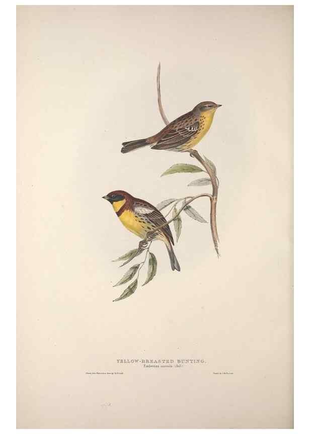 Reproducción/Reproduction 39812497973: The birds of Europe.. London,Printed by R. and J.E. Taylor, pub. by the author,1837.. 