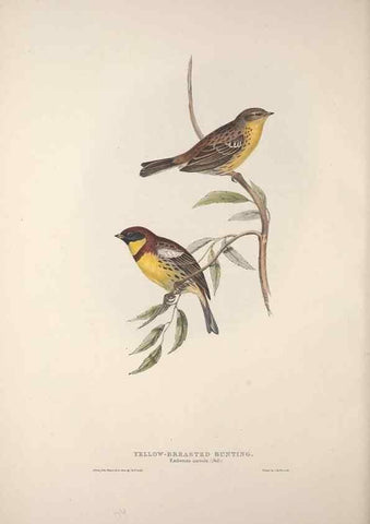 Reproducción/Reproduction 39812497973: The birds of Europe.. London,Printed by R. and J.E. Taylor, pub. by the author,1837.. 