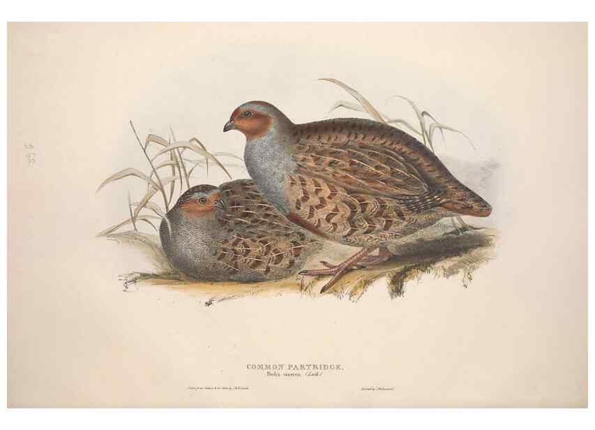 Reproducción/Reproduction 46778402431: The birds of Europe.. London,Printed by R. and J.E. Taylor, pub. by the author,1837.. 