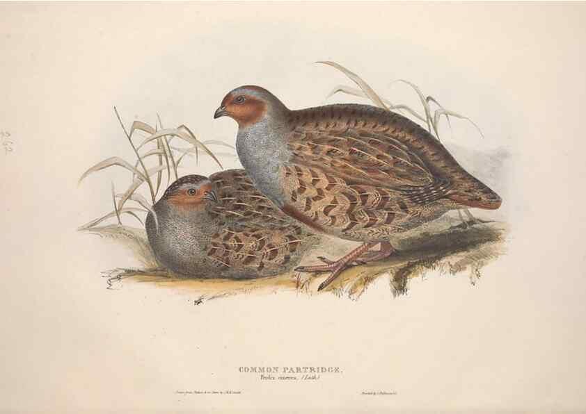 Reproducción/Reproduction 46778402431: The birds of Europe.. London,Printed by R. and J.E. Taylor, pub. by the author,1837.. 