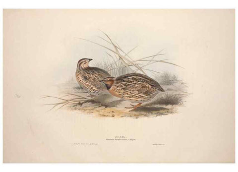 Reproducción/Reproduction 46053272954: The birds of Europe.. London,Printed by R. and J.E. Taylor, pub. by the author,1837.. 