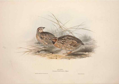 Reproducción/Reproduction 46053272954: The birds of Europe.. London,Printed by R. and J.E. Taylor, pub. by the author,1837.. 