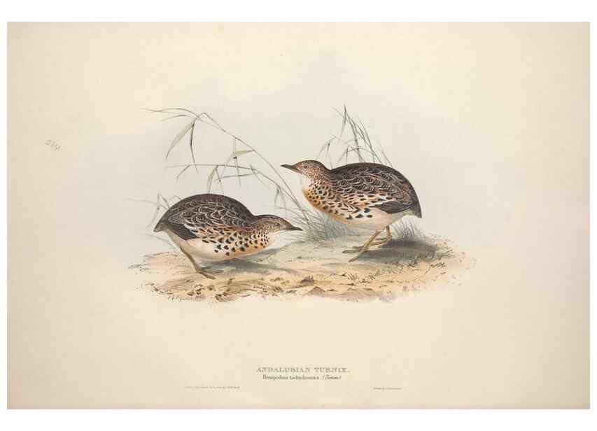 Reproducción/Reproduction 46778405561: The birds of Europe.. London,Printed by R. and J.E. Taylor, pub. by the author,1837.. 