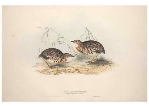 Reproducción/Reproduction 46778405561: The birds of Europe.. London,Printed by R. and J.E. Taylor, pub. by the author,1837.. 