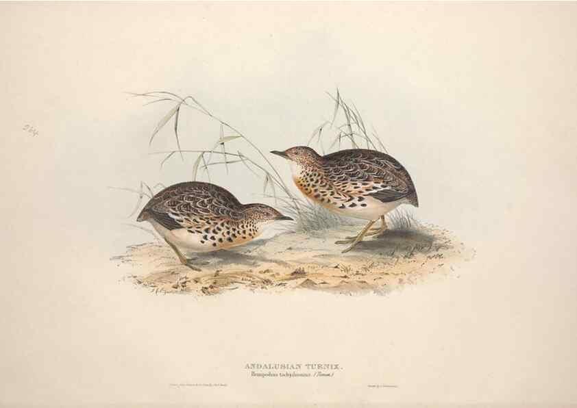 Reproducción/Reproduction 46778405561: The birds of Europe.. London,Printed by R. and J.E. Taylor, pub. by the author,1837.. 