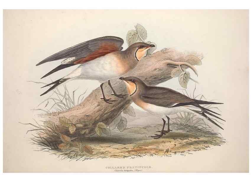 Reproducción/Reproduction 31836608377: The birds of Europe.. London,Printed by R. and J.E. Taylor, pub. by the author,1837.. 