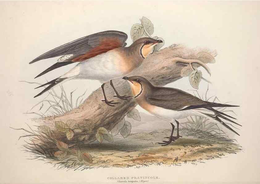 Reproducción/Reproduction 31836608377: The birds of Europe.. London,Printed by R. and J.E. Taylor, pub. by the author,1837.. 