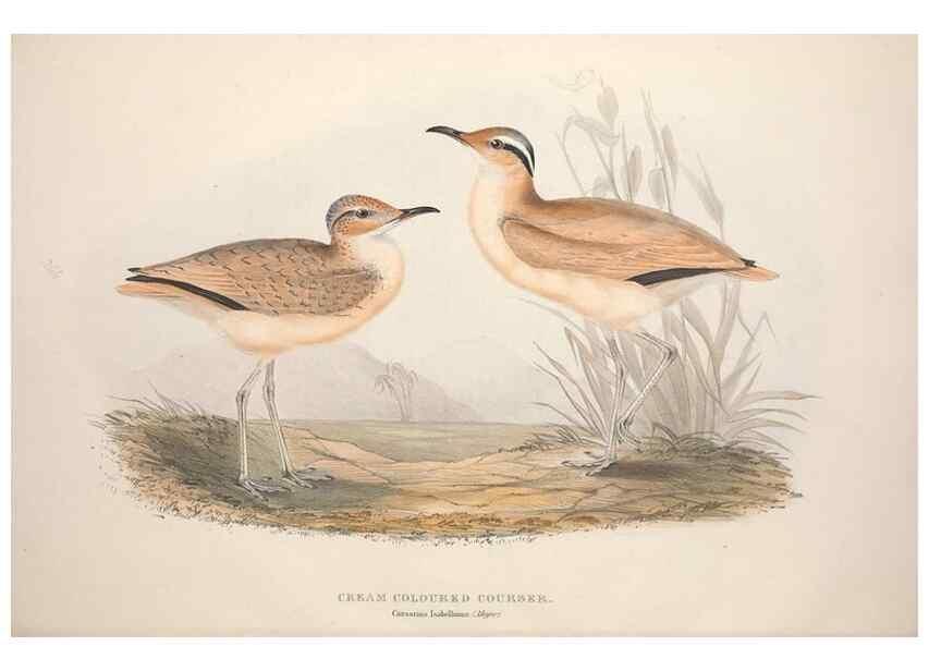Reproducción/Reproduction 31836608967: The birds of Europe.. London,Printed by R. and J.E. Taylor, pub. by the author,1837.. 