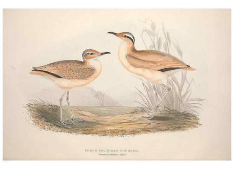 Reproducción/Reproduction 31836608967: The birds of Europe.. London,Printed by R. and J.E. Taylor, pub. by the author,1837.. 