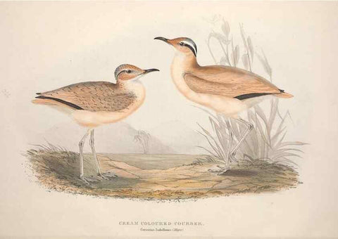 Reproducción/Reproduction 31836608967: The birds of Europe.. London,Printed by R. and J.E. Taylor, pub. by the author,1837.. 
