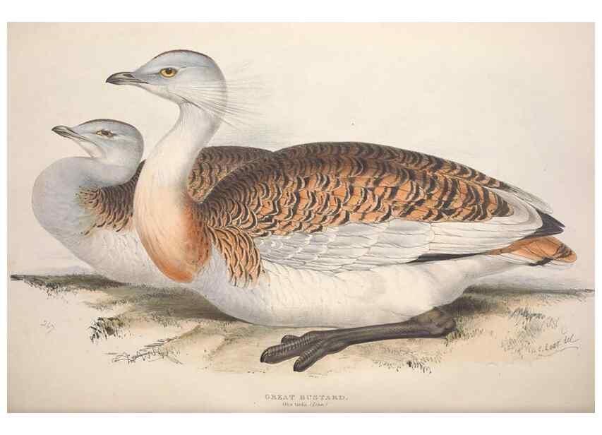 Reproducción/Reproduction 45863292245: The birds of Europe.. London,Printed by R. and J.E. Taylor, pub. by the author,1837.. 