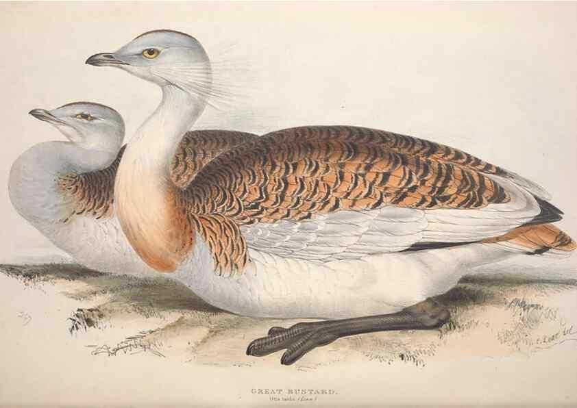 Reproducción/Reproduction 45863292245: The birds of Europe.. London,Printed by R. and J.E. Taylor, pub. by the author,1837.. 