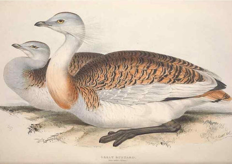 Reproducción/Reproduction 45863292245: The birds of Europe.. London,Printed by R. and J.E. Taylor, pub. by the author,1837.. 