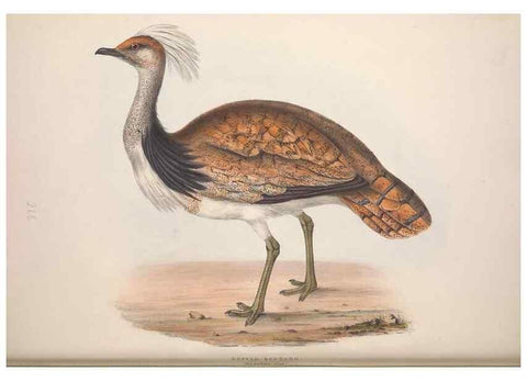 Reproducción/Reproduction 32902707478: The birds of Europe.. London,Printed by R. and J.E. Taylor, pub. by the author,1837.. 