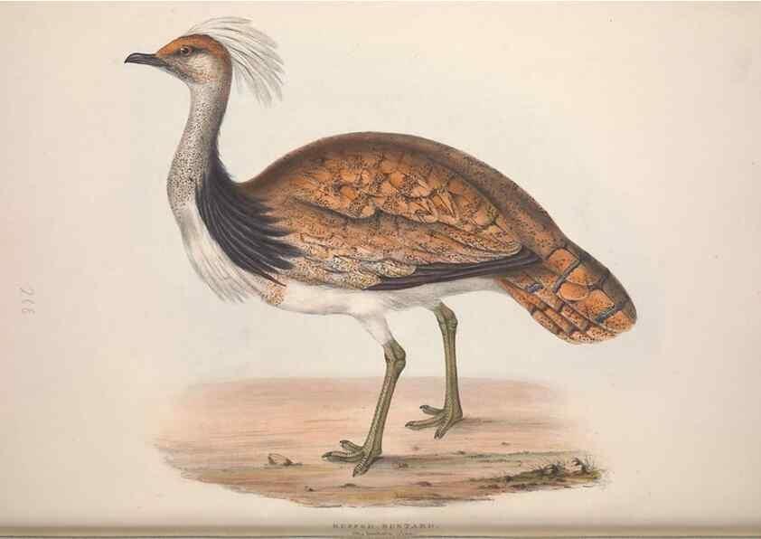 Reproducción/Reproduction 32902707478: The birds of Europe.. London,Printed by R. and J.E. Taylor, pub. by the author,1837.. 