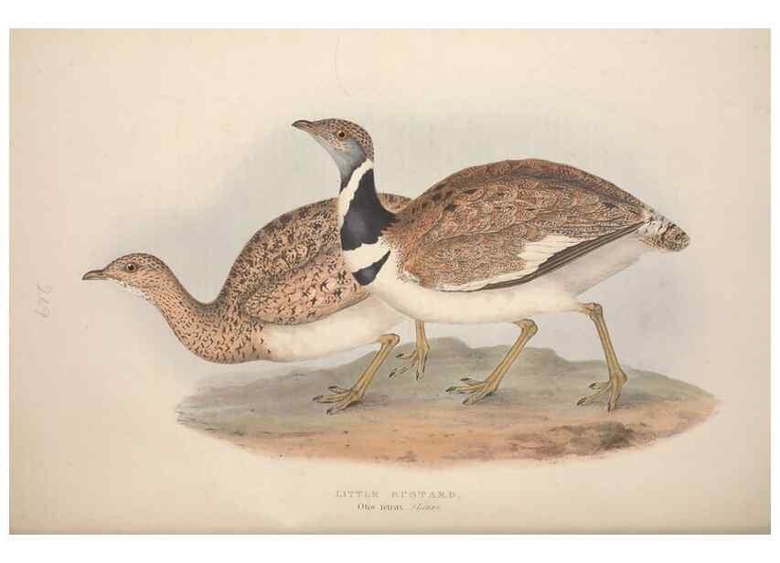 Reproducción/Reproduction 31836610747: The birds of Europe.. London,Printed by R. and J.E. Taylor, pub. by the author,1837.. 