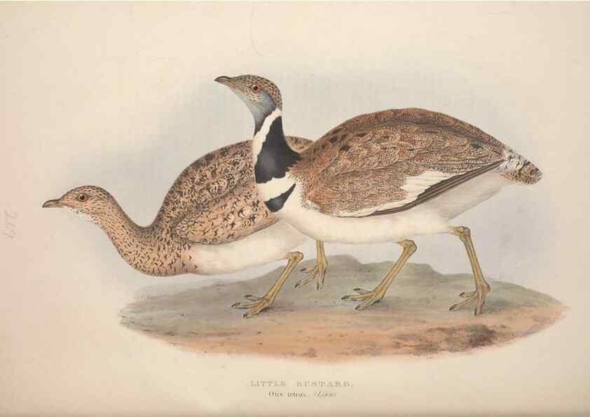 Reproducción/Reproduction 31836610747: The birds of Europe.. London,Printed by R. and J.E. Taylor, pub. by the author,1837.. 