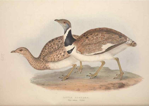 Reproducción/Reproduction 31836610747: The birds of Europe.. London,Printed by R. and J.E. Taylor, pub. by the author,1837.. 