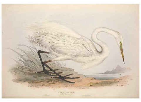 Reproducción/Reproduction 46778418791: The birds of Europe.. London,Printed by R. and J.E. Taylor, pub. by the author,1837.. 