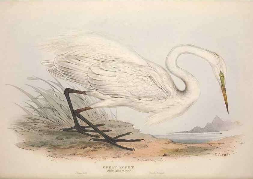 Reproducción/Reproduction 46778418791: The birds of Europe.. London,Printed by R. and J.E. Taylor, pub. by the author,1837.. 